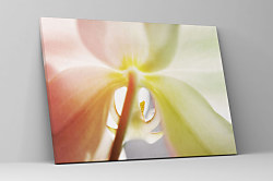 Obraz Zoom orchidea 1752